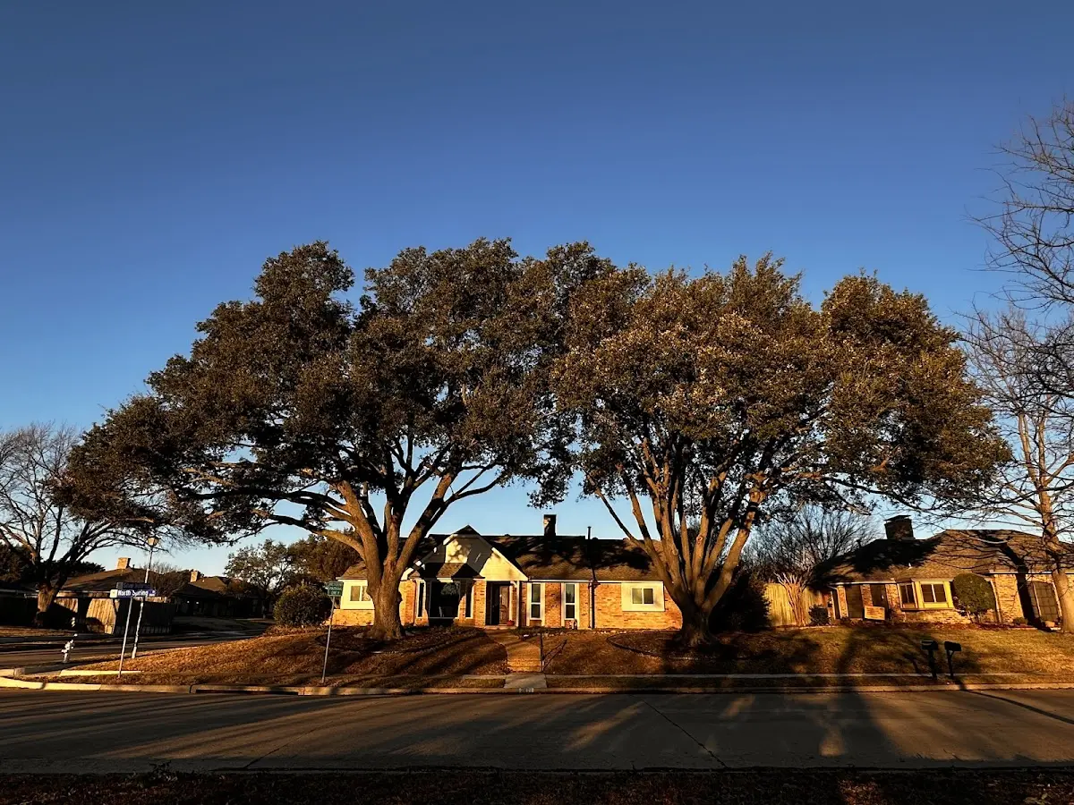 Established residential canopy tree shading a home in Quakake